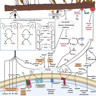 Basidiomycota Fungi and ROS: Genomic Perspective on Key Enzymes Involved in Generation and Mitigation of Reactive Oxygen Species